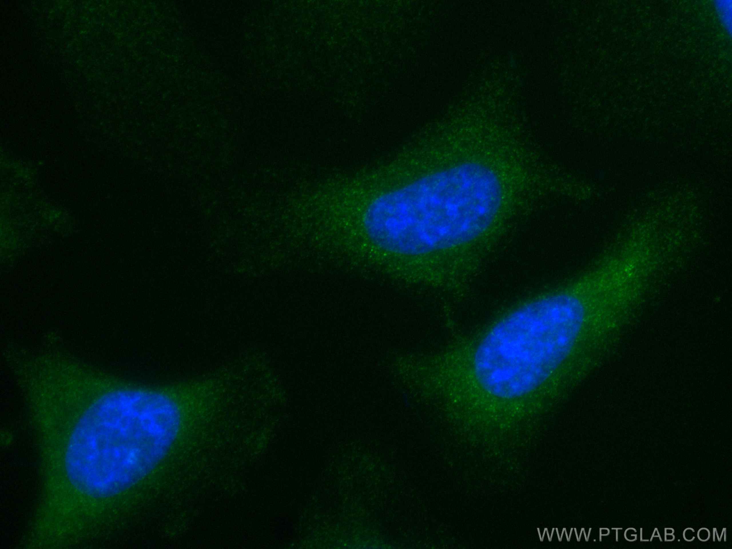 IF Staining of HeLa using CL488-19003