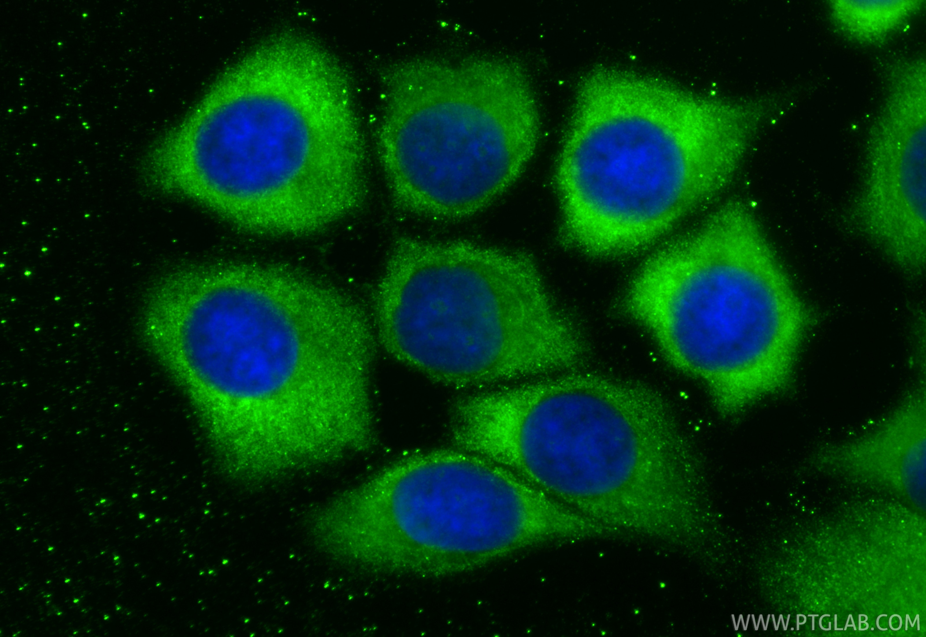 Immunofluorescence (IF) / fluorescent staining of MCF-7 cells using CoraLite® Plus 488-conjugated VEGFA Polyclonal ant (CL488-19003)