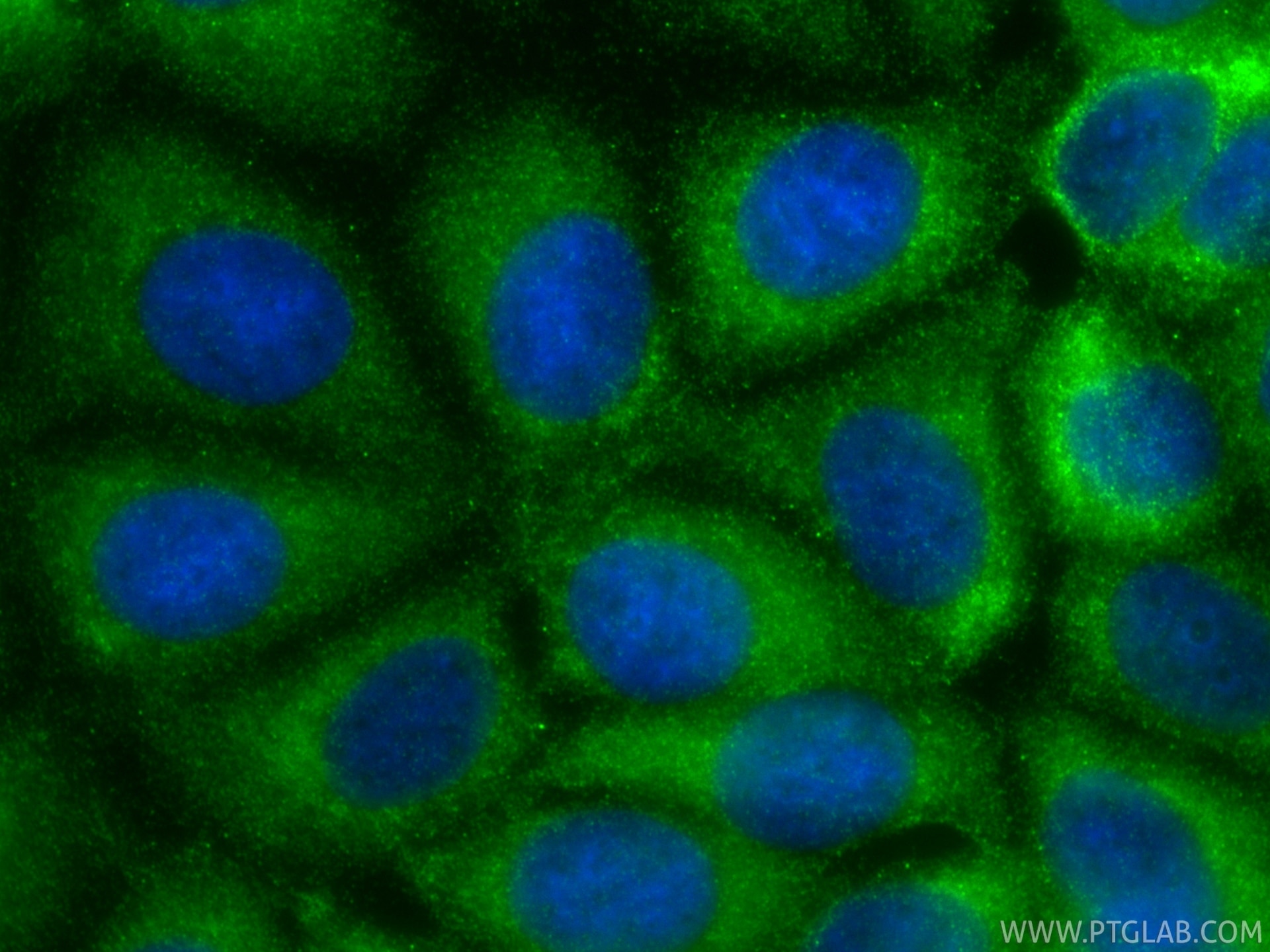 Immunofluorescence (IF) / fluorescent staining of MCF-7 cells using VEGF-C Recombinant monoclonal antibody (83727-7-RR)