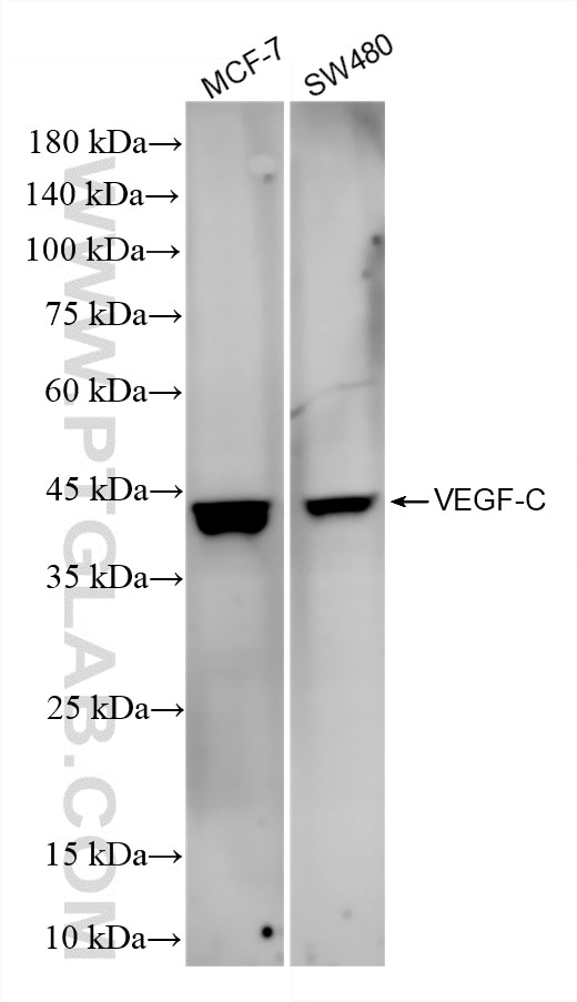 Western Blot (WB) analysis of various lysates using VEGF-C Recombinant monoclonal antibody (83727-7-RR)