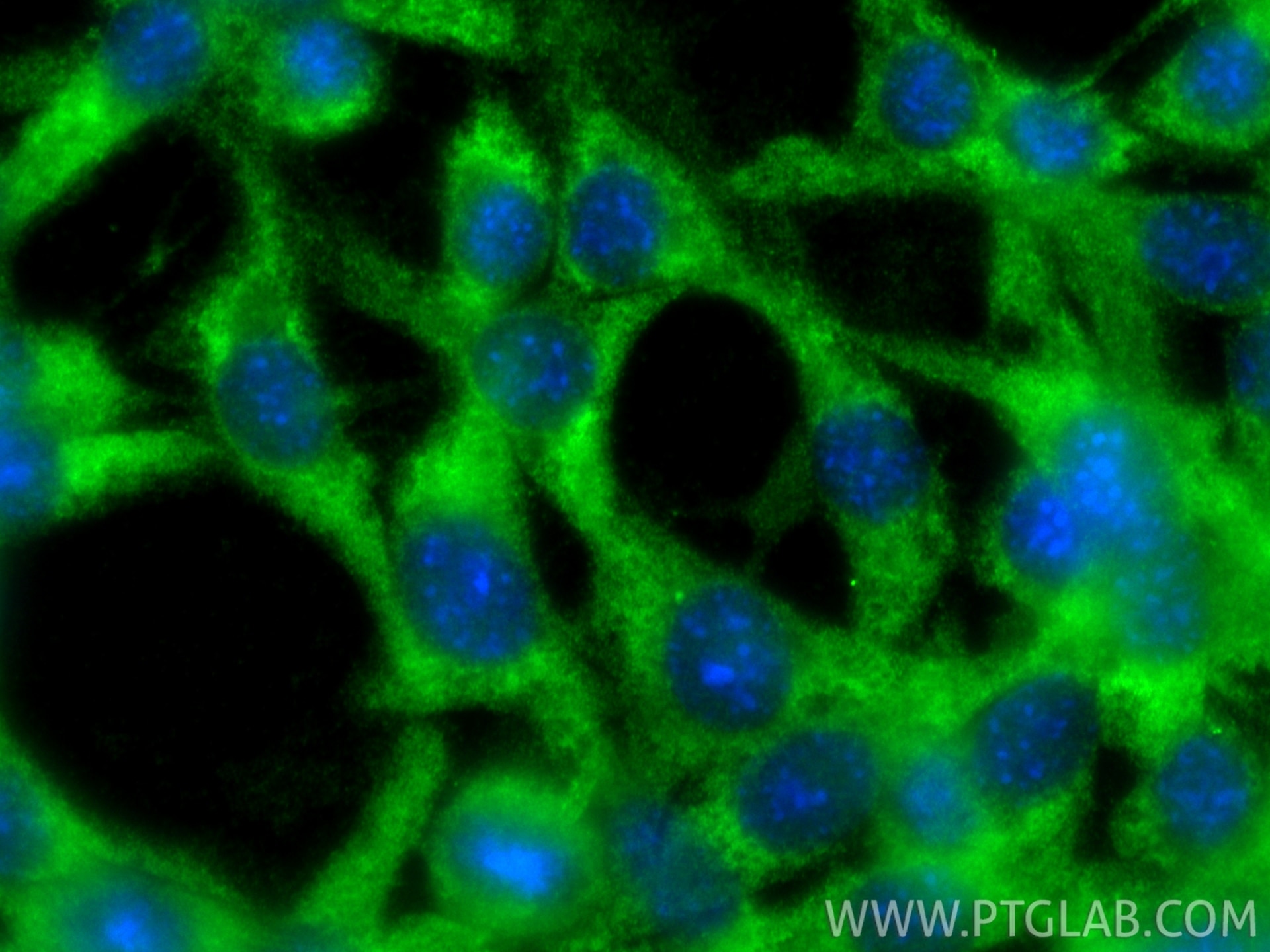 Immunofluorescence (IF) / fluorescent staining of NIH/3T3 cells using VEGFA Polyclonal antibody (19003-1-AP)