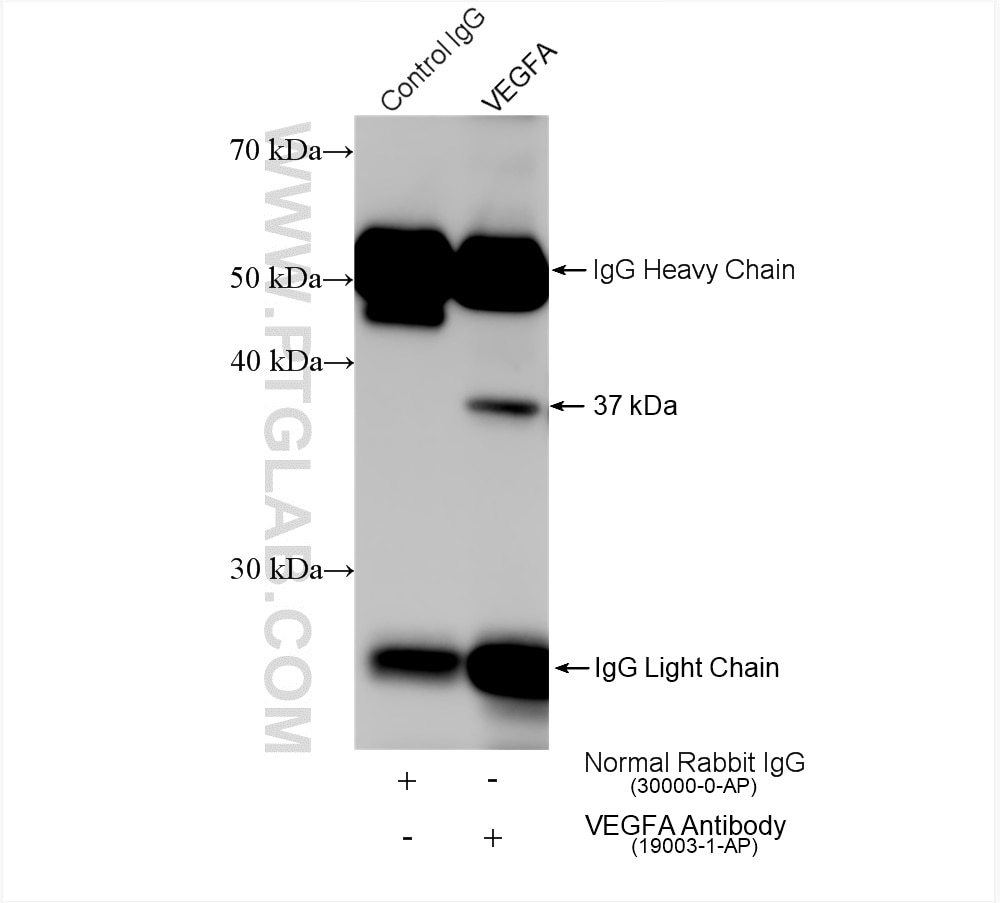 Immunoprecipitation (IP) experiment of Jurkat cells using VEGFA Polyclonal antibody (19003-1-AP)