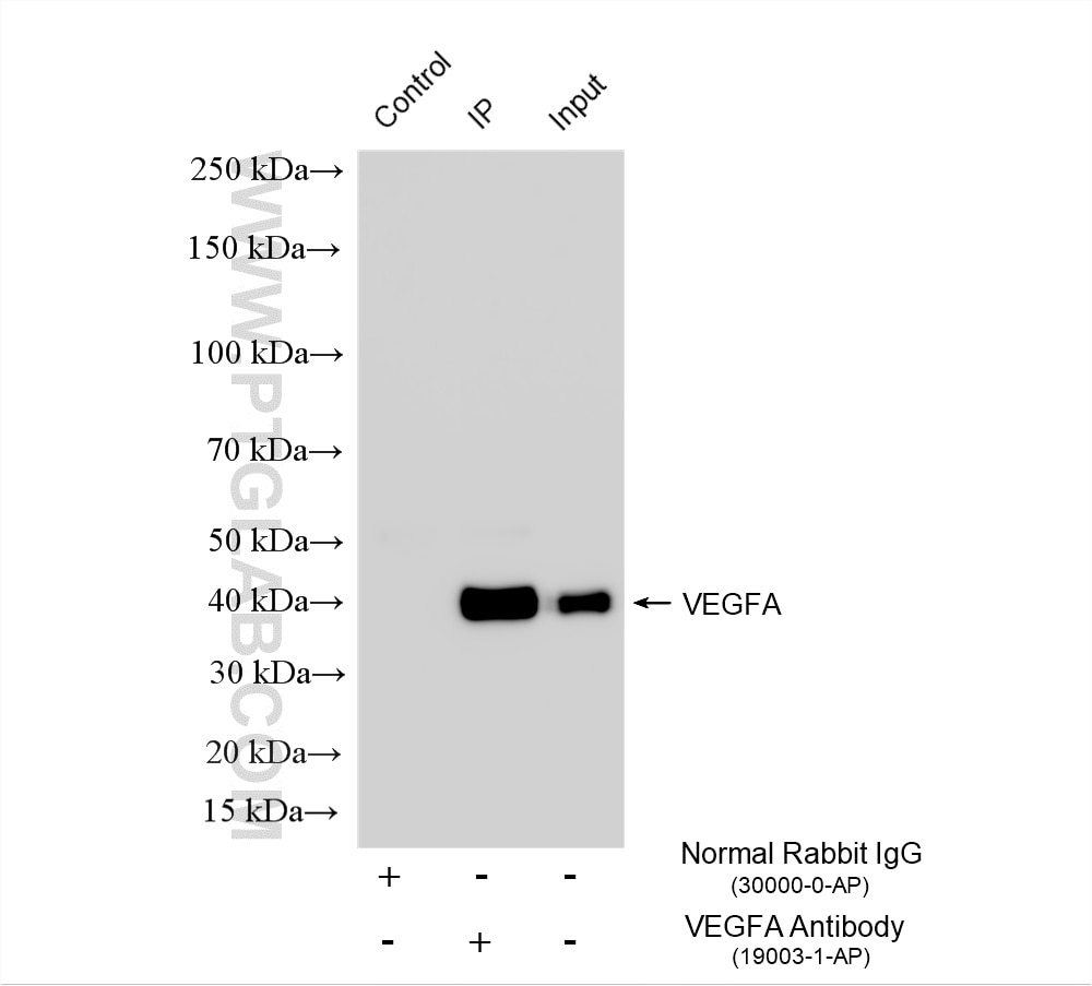 Immunoprecipitation (IP) experiment of bEnd.3 cells using VEGFA Polyclonal antibody (19003-1-AP)