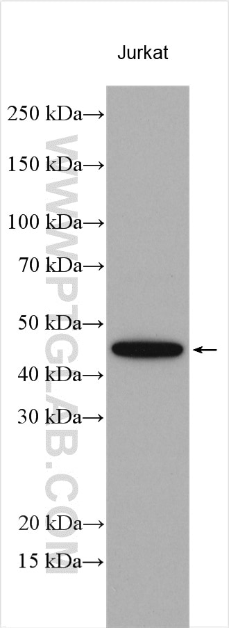 Western Blot (WB) analysis of various lysates using VEGFA Polyclonal antibody (19003-1-AP)