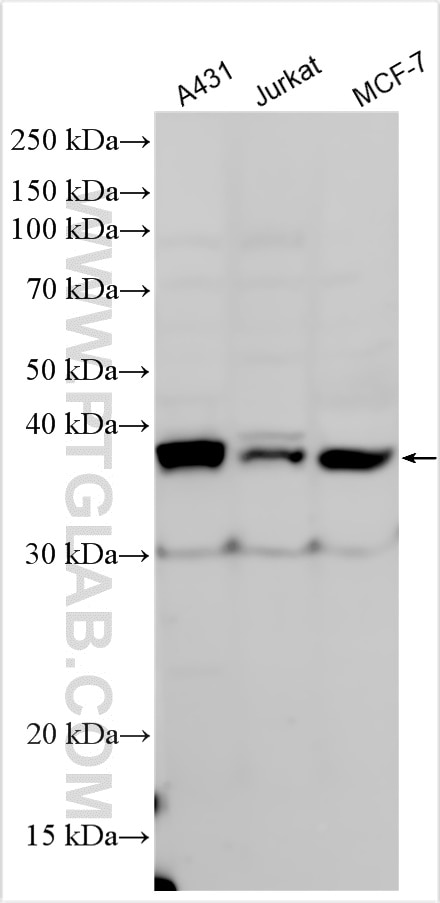 Western Blot (WB) analysis of various lysates using VEGFA Polyclonal antibody (19003-1-AP)