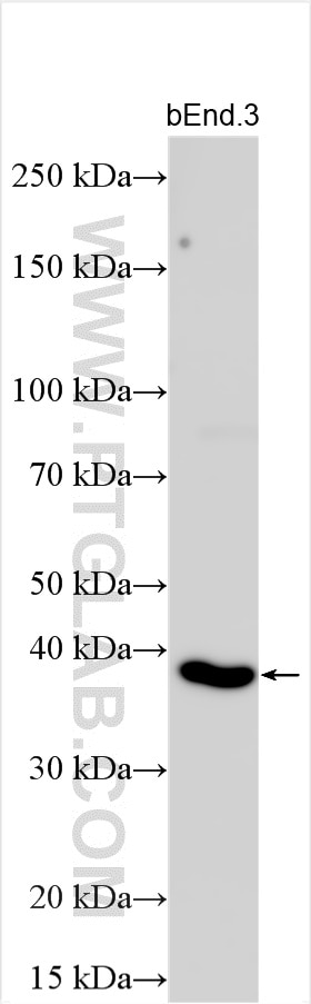 Western Blot (WB) analysis of various lysates using VEGFA Polyclonal antibody (19003-1-AP)