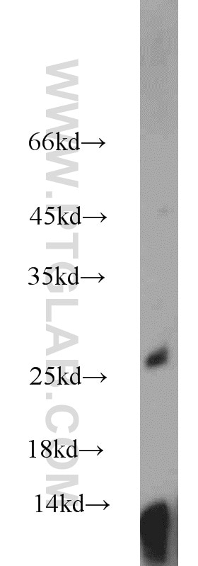 VEGFA Polyclonal antibody