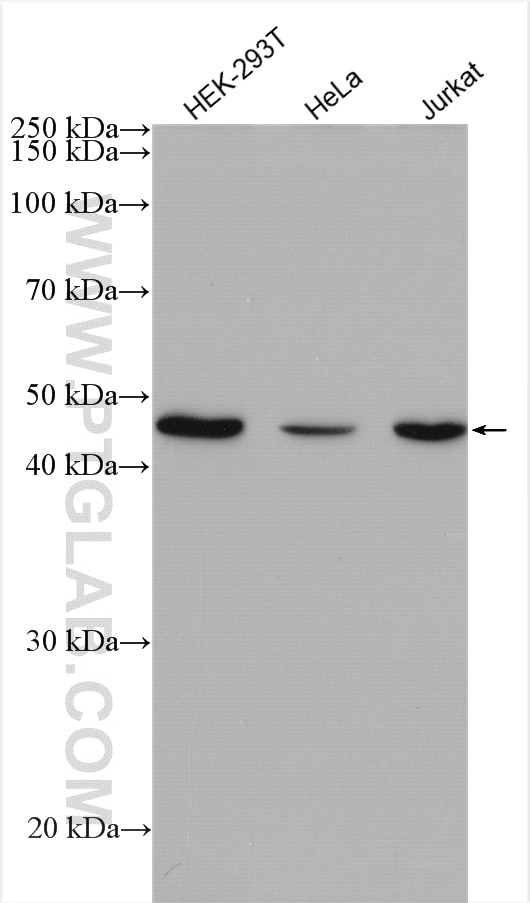 Western Blot (WB) analysis of various lysates using VEGFA Polyclonal antibody (26381-1-AP)