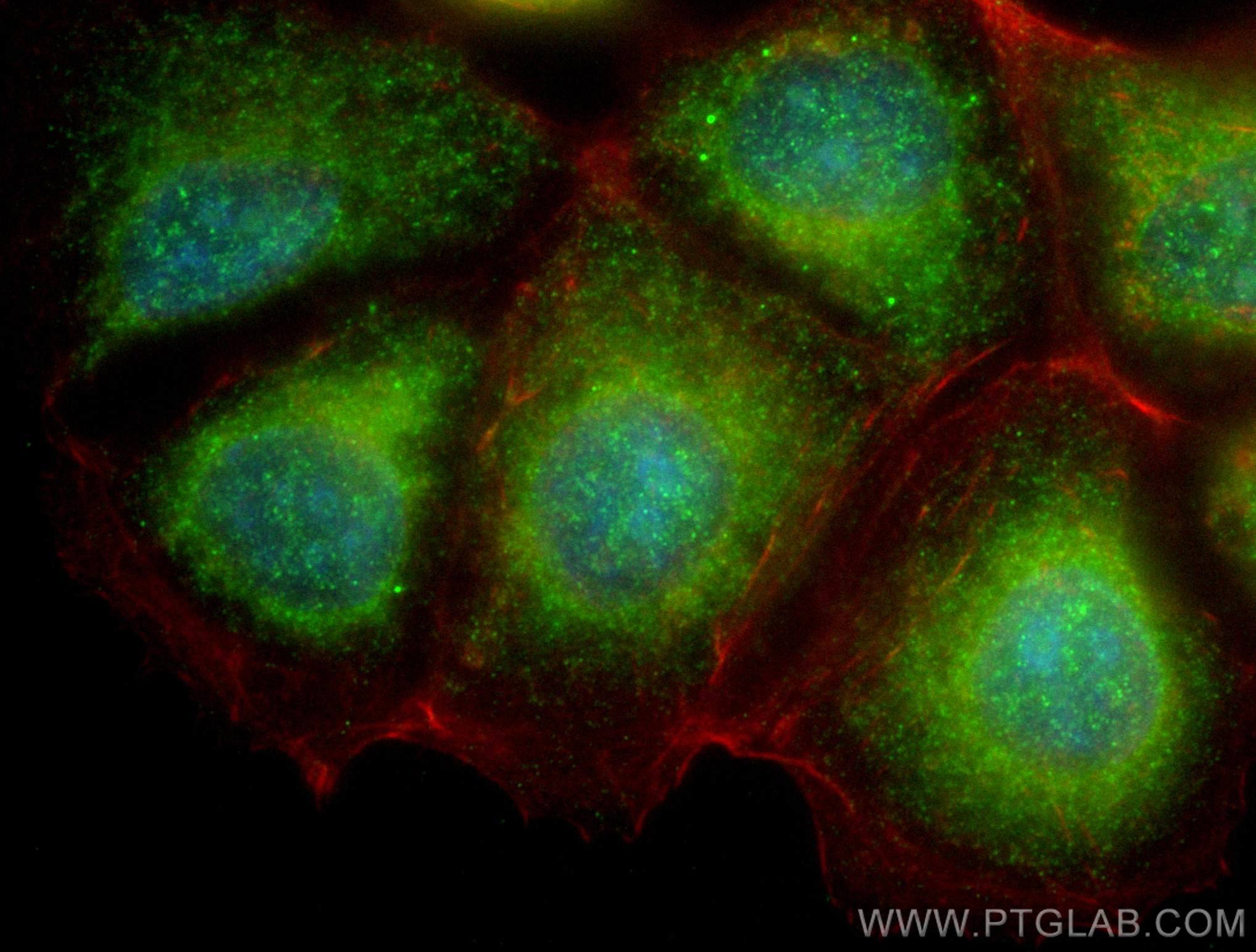 Immunofluorescence (IF) / fluorescent staining of MCF-7 cells using VEGFA Monoclonal antibody (66828-1-Ig)
