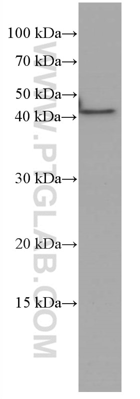 Western Blot (WB) analysis of A431 cells using VEGFA Monoclonal antibody (66828-1-Ig)