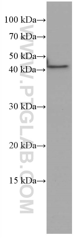 WB analysis of A431 using 66828-1-Ig