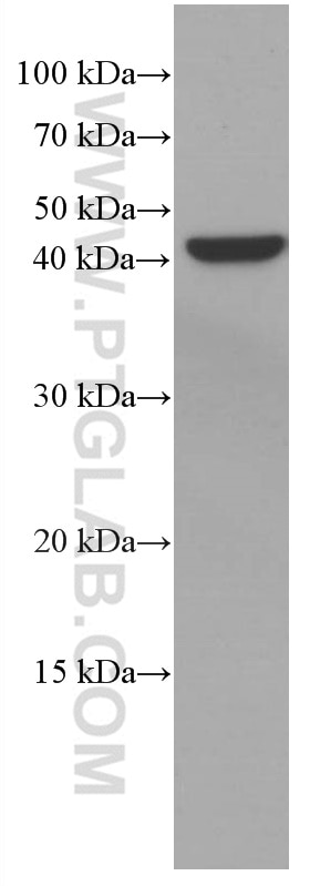 Western Blot (WB) analysis of MCF-7 cells using VEGFA Monoclonal antibody (66828-1-Ig)