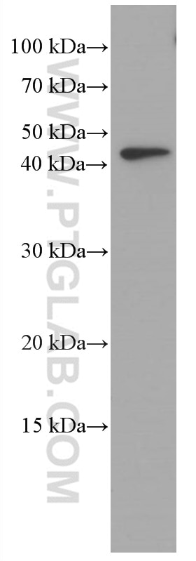 Western Blot (WB) analysis of SH-SY5Y cells using VEGFA Monoclonal antibody (66828-1-Ig)