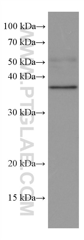 Western Blot (WB) analysis of HUVEC cells using VEGFA Monoclonal antibody (66828-1-Ig)
