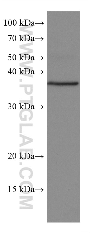 Western Blot (WB) analysis of NCI-H1299 cells using VEGFA Monoclonal antibody (66828-1-Ig)