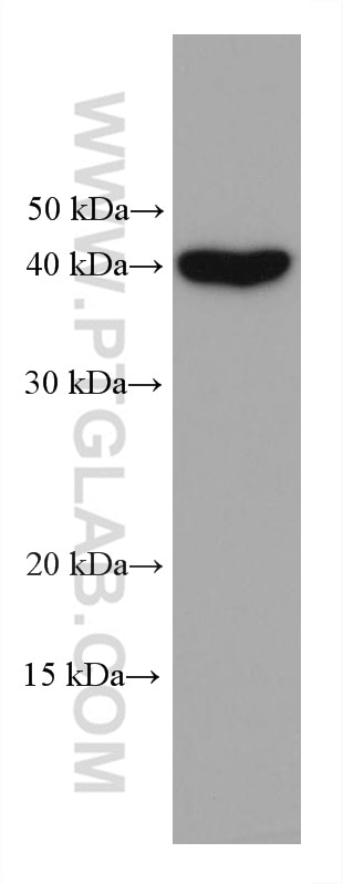 Western Blot (WB) analysis of T-47D cells using VEGFA Monoclonal antibody (66828-1-Ig)