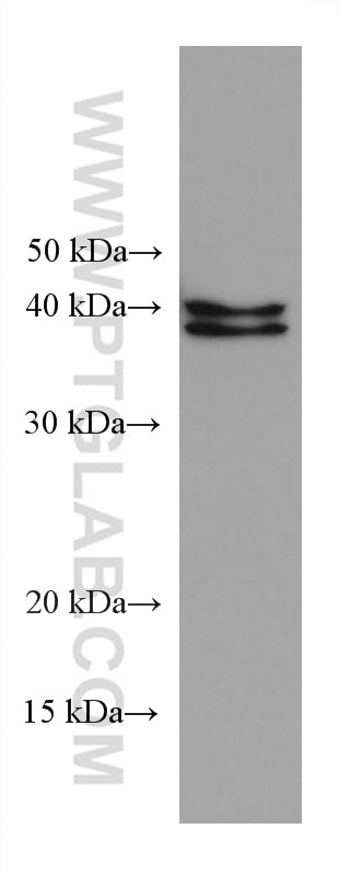 Western Blot (WB) analysis of MDA-MB-231 cells using VEGFA Monoclonal antibody (66828-1-Ig)