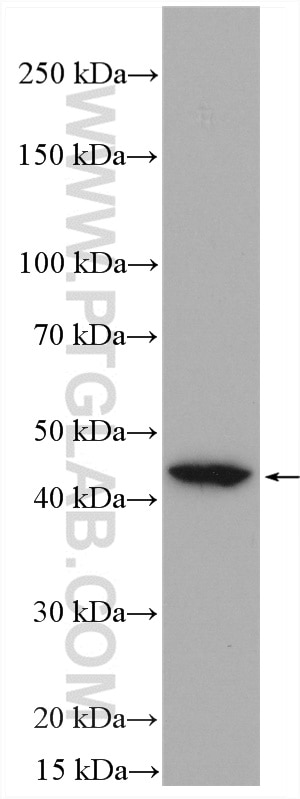 Western Blot (WB) analysis of HuH-7 cells using VEGFA Monoclonal antibody (66828-1-Ig)