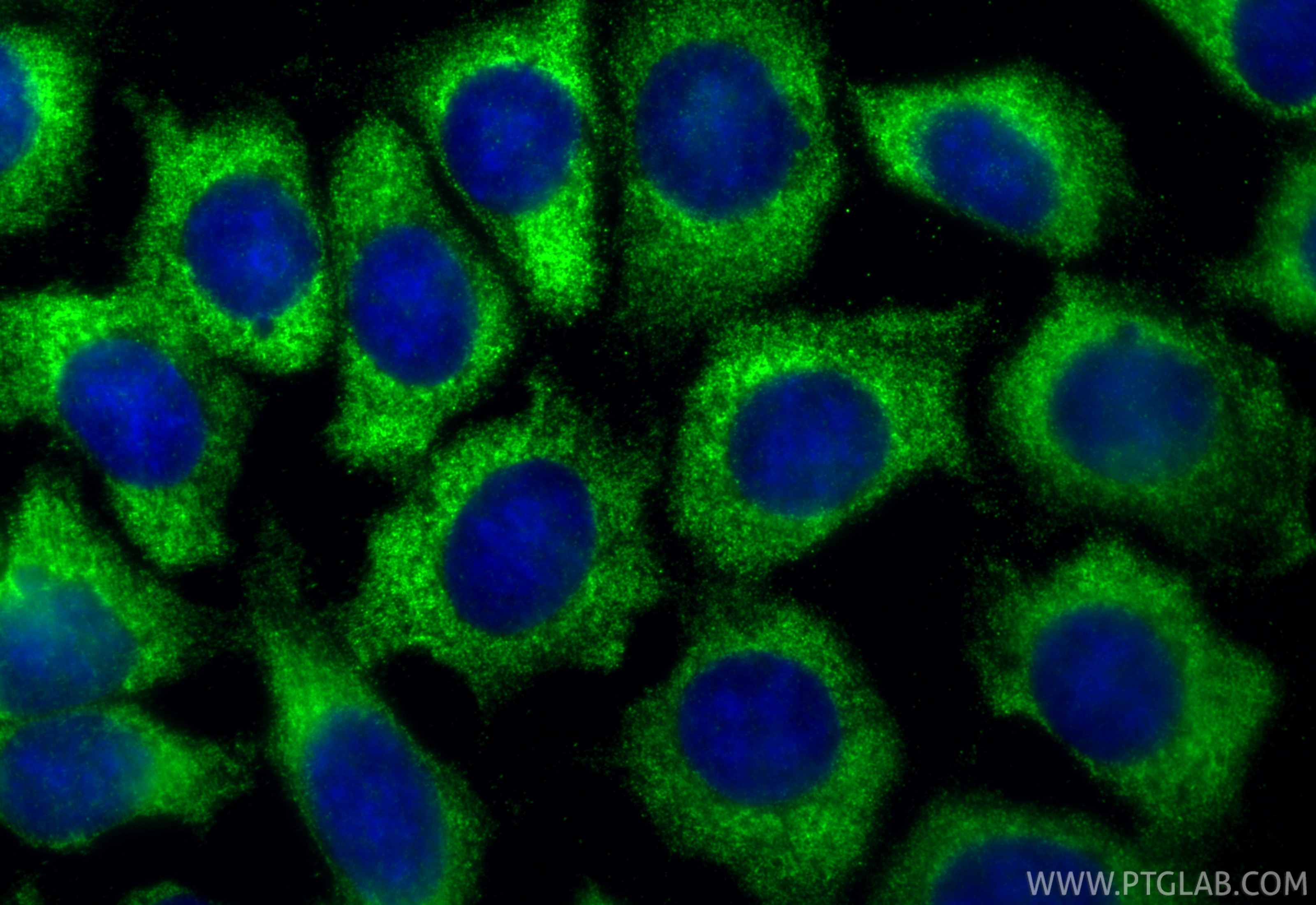 Immunofluorescence (IF) / fluorescent staining of MCF-7 cells using VEGFA Recombinant monoclonal antibody (81323-2-RR)