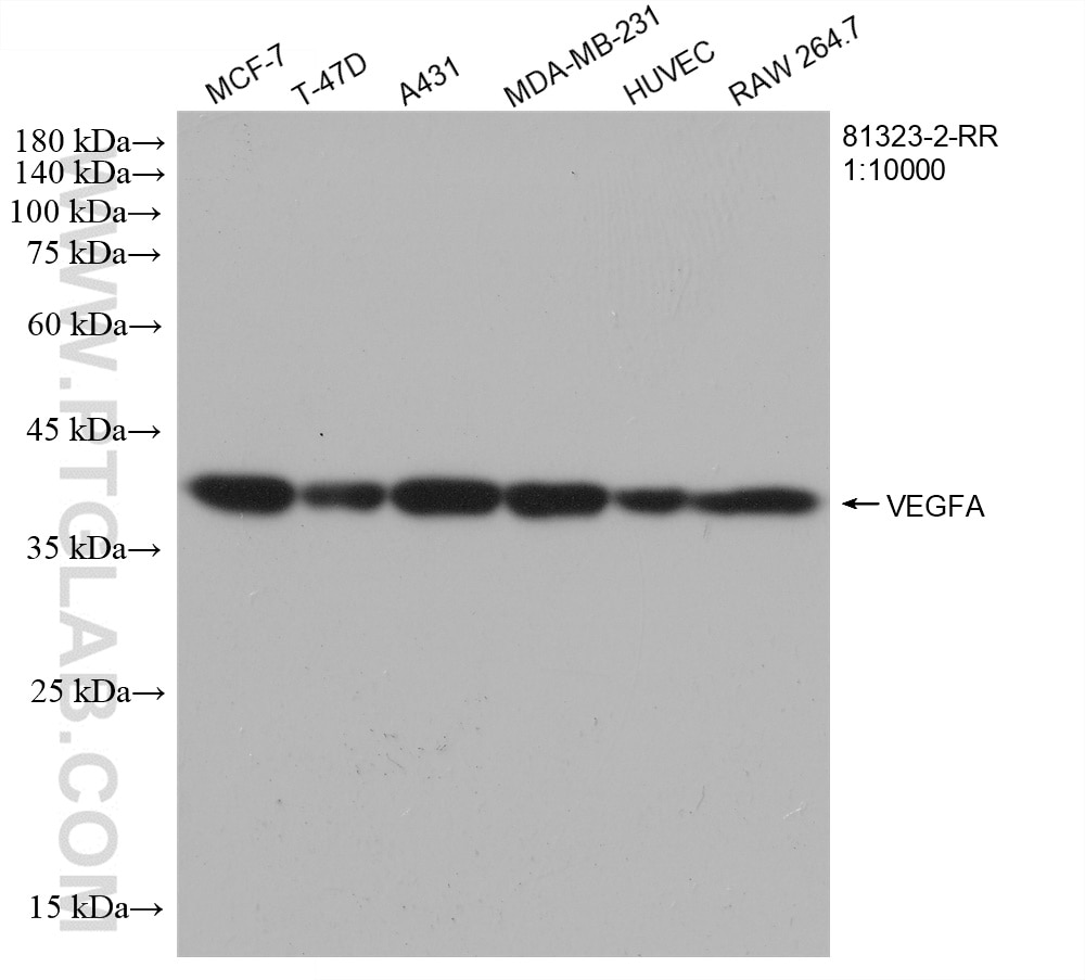 Western Blot (WB) analysis of various lysates using VEGFA Recombinant antibody (81323-2-RR)