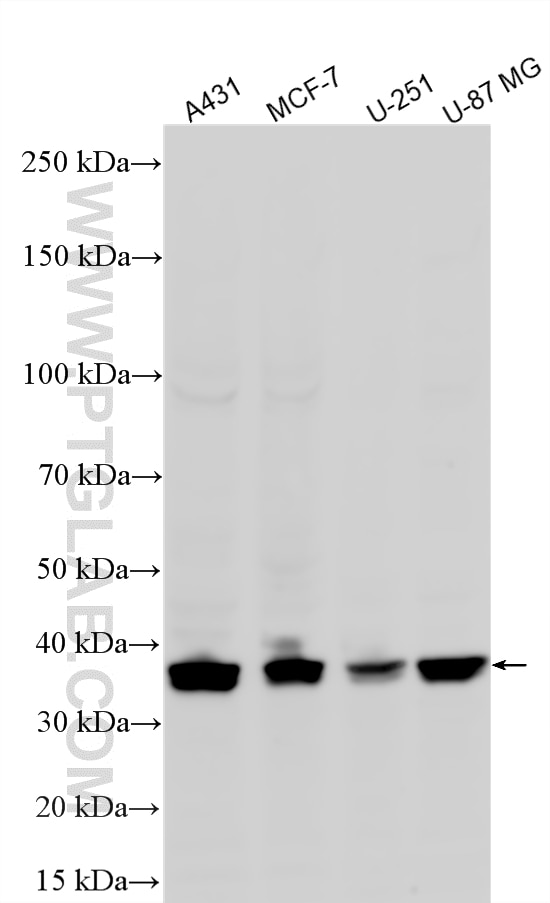 WB analysis using 81323-2-RR Western Blot (WB) analysis of various lysates using VEGFA Recombinant monoclonal antibody (81323-2-RR)