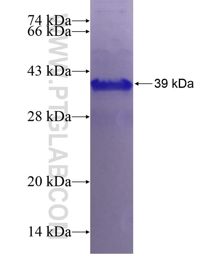VEGFA fusion protein Ag24720 SDS-PAGE
