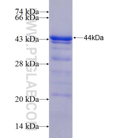 VEGFA fusion protein Ag24724 SDS-PAGE