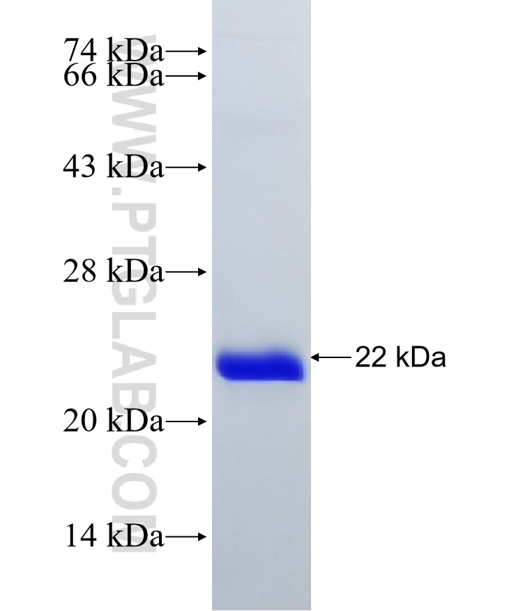 VEGFA fusion protein Ag24740 SDS-PAGE