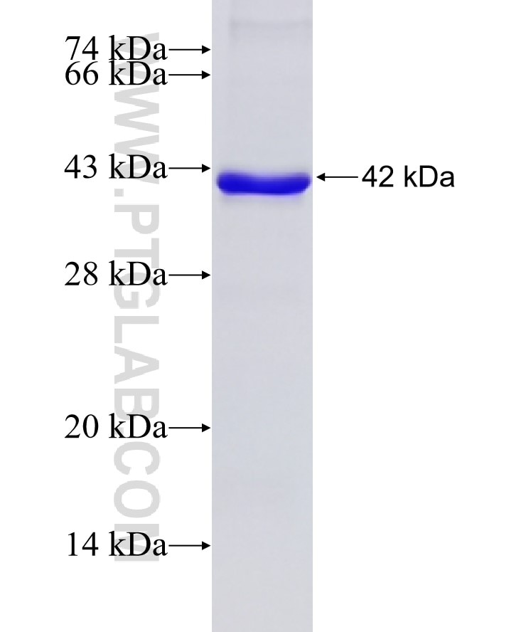VEGFA fusion protein Ag13500 SDS-PAGE