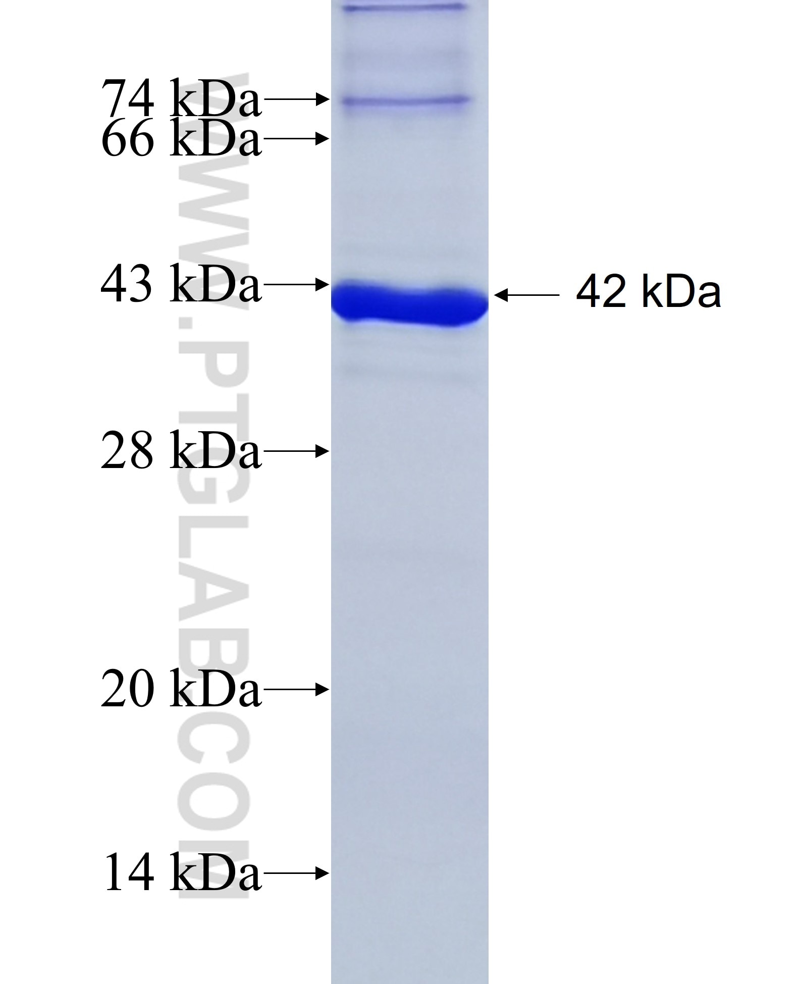 VEGFA fusion protein Ag13500 SDS-PAGE