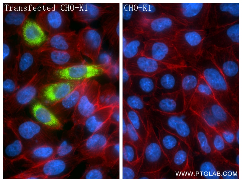 Immunofluorescence (IF) / fluorescent staining of Transfected CHO-K1 using VEGFB Recombinant antibody (84734-3-RR)