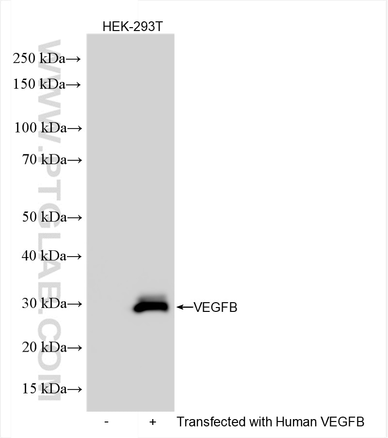 Western Blot (WB) analysis of Transfected HEK-293T cells using VEGFB Recombinant antibody (84734-3-RR)