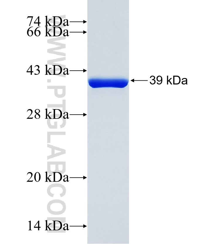 VEGFB fusion protein Ag34269 SDS-PAGE