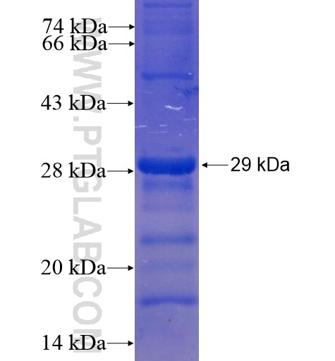 VEGFB fusion protein Ag13063 SDS-PAGE