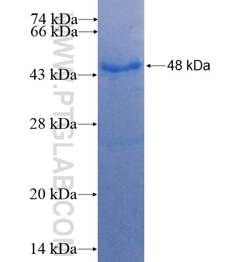 VEGFB fusion protein Ag13170 SDS-PAGE