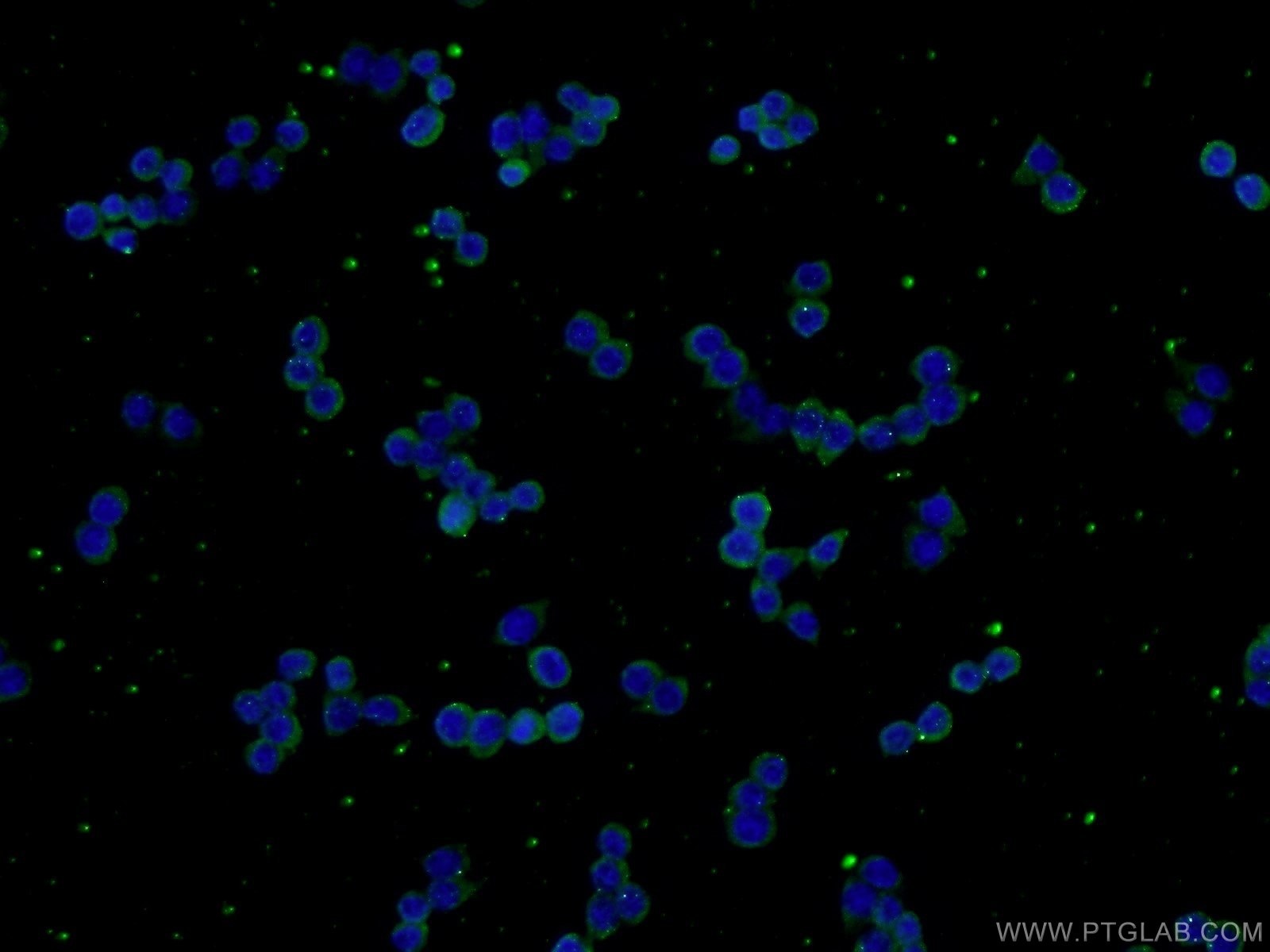 Immunofluorescence (IF) / fluorescent staining of RAW 264.7 cells using VEGFC Polyclonal antibody (22601-1-AP)