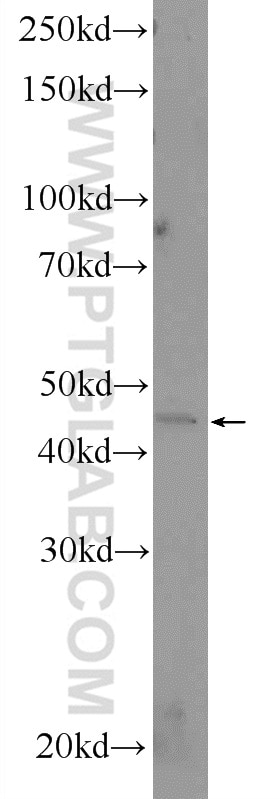 Western Blot (WB) analysis of RAW 264.7 cells using VEGFC Polyclonal antibody (22601-1-AP)