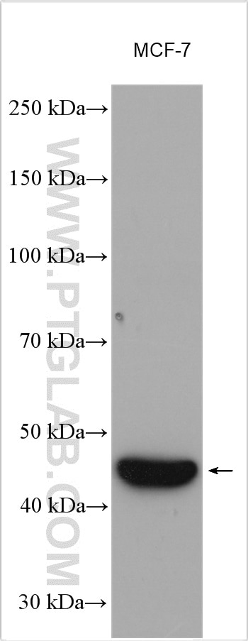 Western Blot (WB) analysis of various lysates using VEGFC Polyclonal antibody (22601-1-AP)