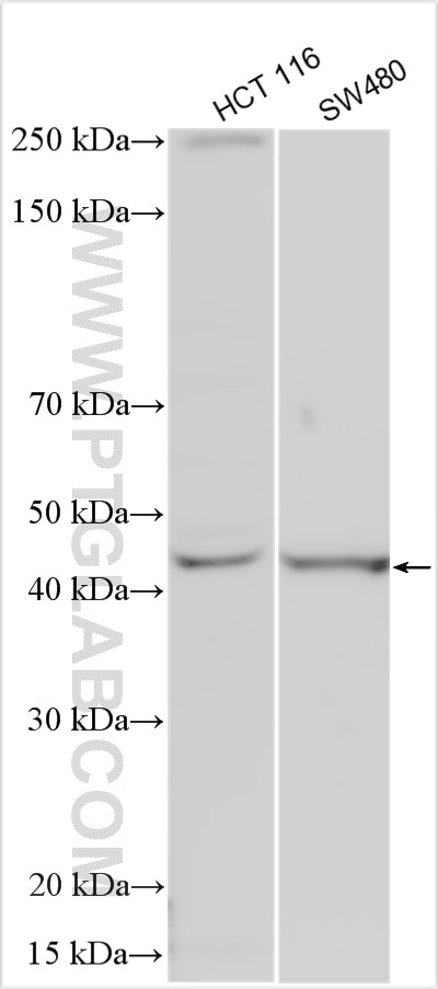 Western Blot (WB) analysis of various lysates using VEGFC Polyclonal antibody (22601-1-AP)