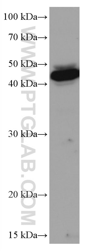 Western Blot (WB) analysis of MCF-7 cells using VEGFC Monoclonal antibody (67116-1-Ig)