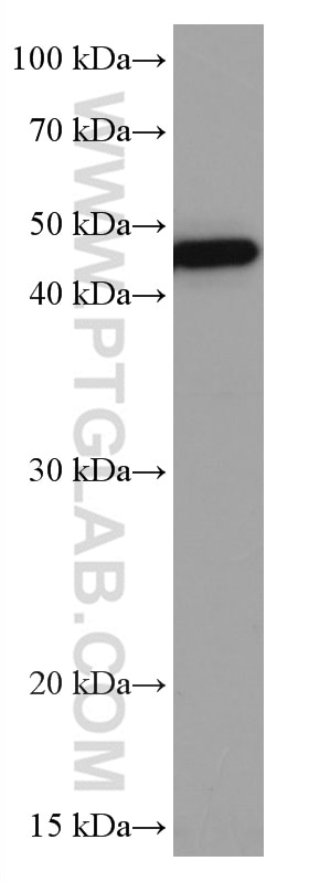 Western Blot (WB) analysis of T-47D cells using VEGFC Monoclonal antibody (67116-1-Ig)