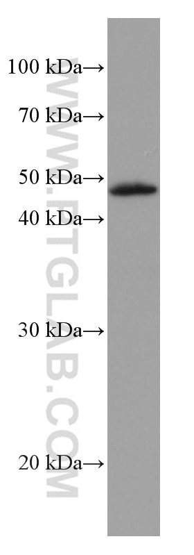 Western Blot (WB) analysis of NCI-H1299 cells using VEGFC Monoclonal antibody (67116-1-Ig)