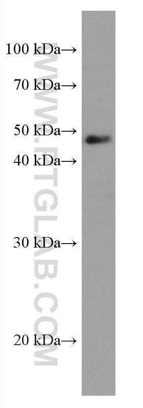 Western Blot (WB) analysis of HT-1080 cells using VEGFC Monoclonal antibody (67116-1-Ig)