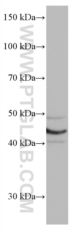 Western Blot (WB) analysis of T-47D cells using VEGFC Monoclonal antibody (67116-1-Ig)