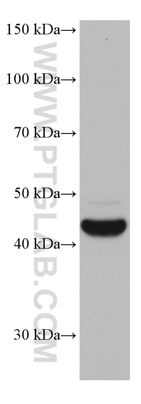 Western Blot (WB) analysis of A549 cells using VEGFC Monoclonal antibody (67116-1-Ig)
