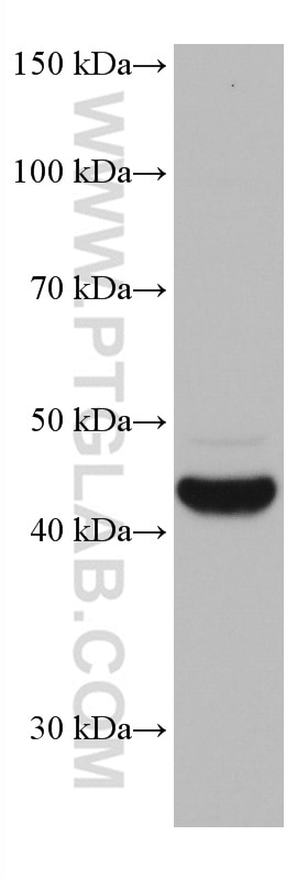 WB analysis of A549 using 67116-1-Ig