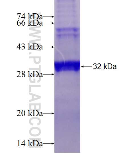 VEGFC fusion protein Ag17942 SDS-PAGE
