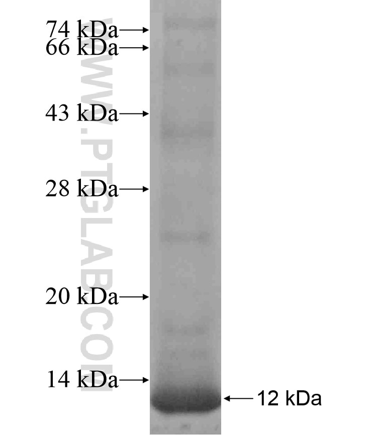 VEGFC fusion protein Ag18182 SDS-PAGE