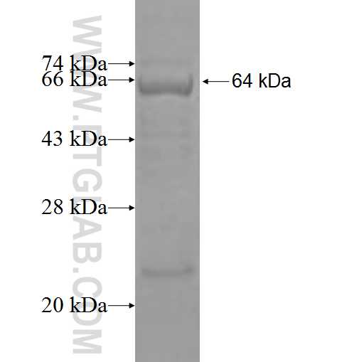VEGFC fusion protein Ag3955 SDS-PAGE