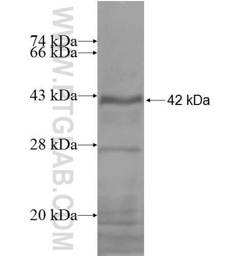 VEGFC fusion protein Ag5674 SDS-PAGE